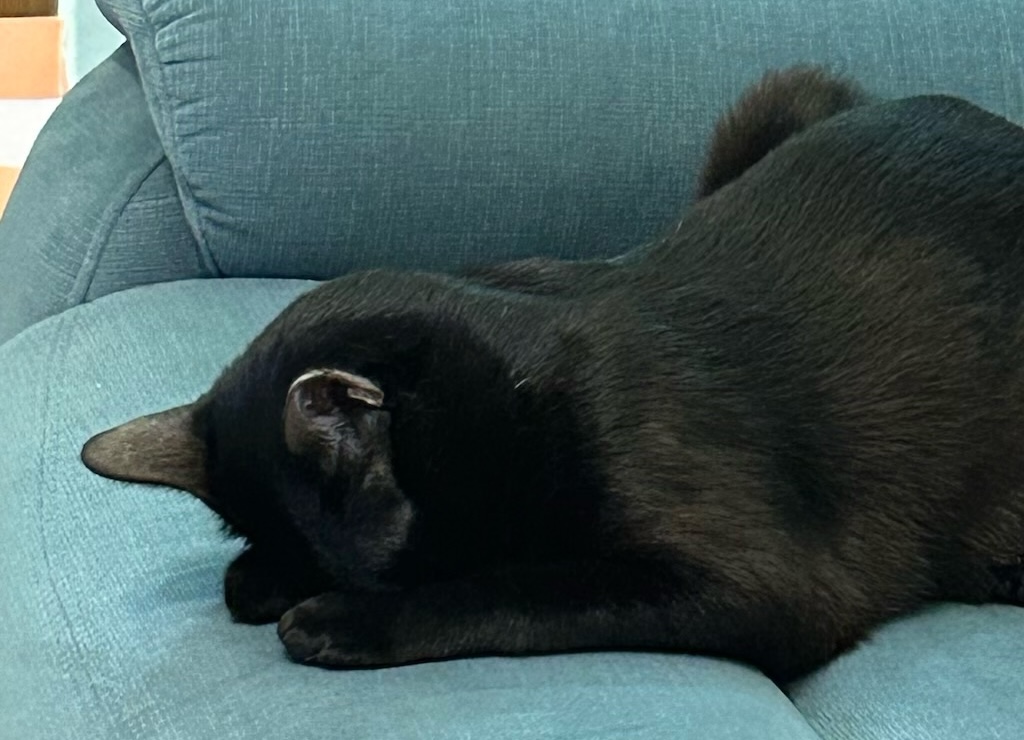 表面上：請別再讓 Wildsky 損失襪子；<br> 實際上：請別讓 Wildsky 發現我讓他損失襪子